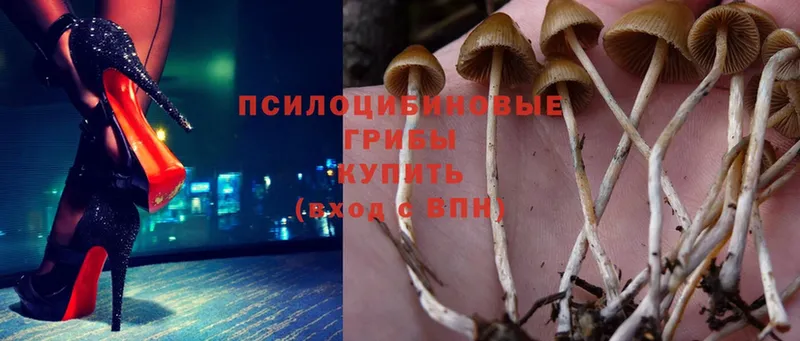 Псилоцибиновые грибы Psilocybe  гидра   Асино 